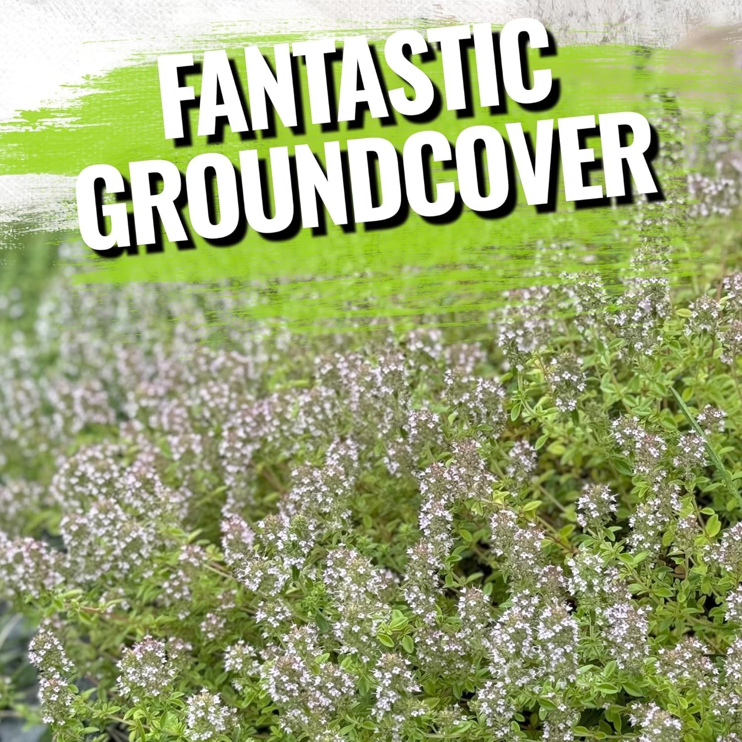 Open Pollinated Creeping Thyme Seeds – Perennial Purple Groundcover (2 Packs)