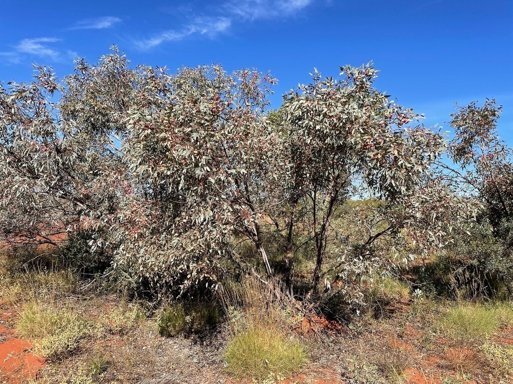 25+ Eucalyptus kingsmillii Seeds – ‘Kingsmill’s Mallee’
