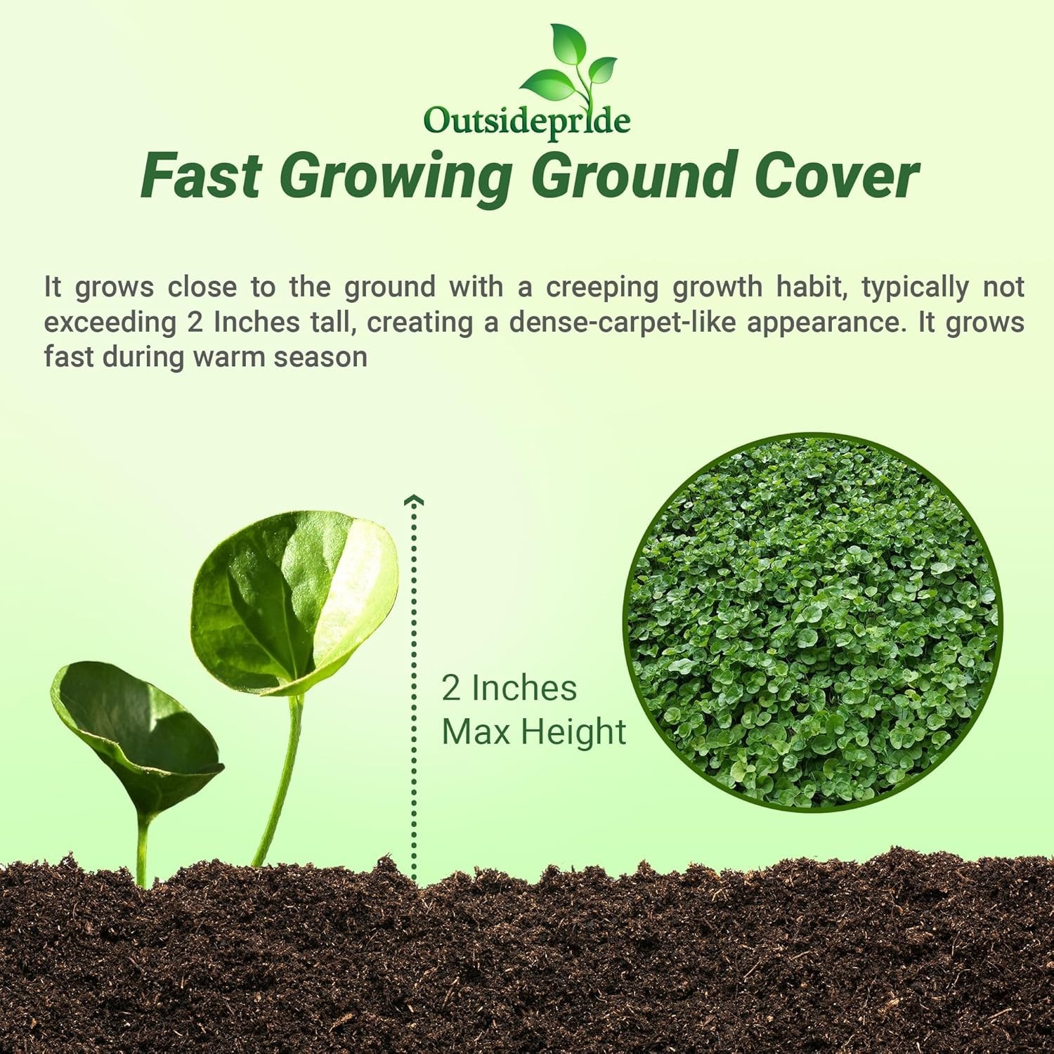 Dichondra Repens Seeds – 2 Lbs Erosion Control Ground Cover for USDA Zones 8-11