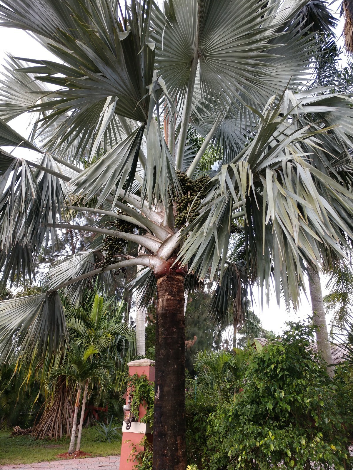 100+ Silver Bismark Palm Tree BISMARKIA NOBILIS Free Shipping Ready to plant.