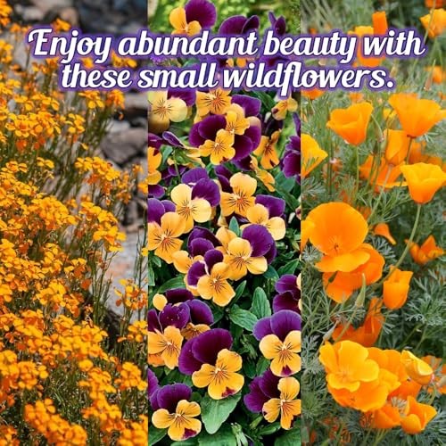 Low Growing Wildflower Seeds Mix – 1oz, 6-12 Inches Short Flowers – Non-GMO