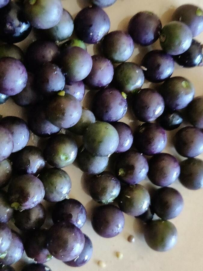 200 Nightshade Seeds Nigrum Solanum Sees 200 Semillas de Mora Hierba Mora Macuy