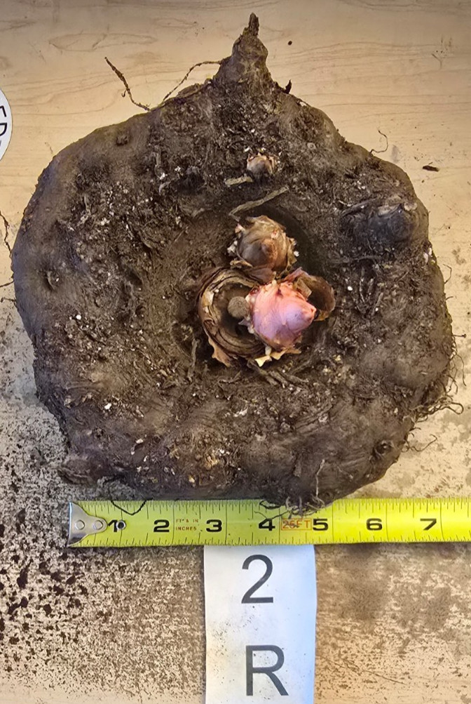 3 LB 9 OZ AMORPHOPHALLUS KONJAC 6.5 INCH BULB TUBER VOODOO LILY RIVIERI AROID