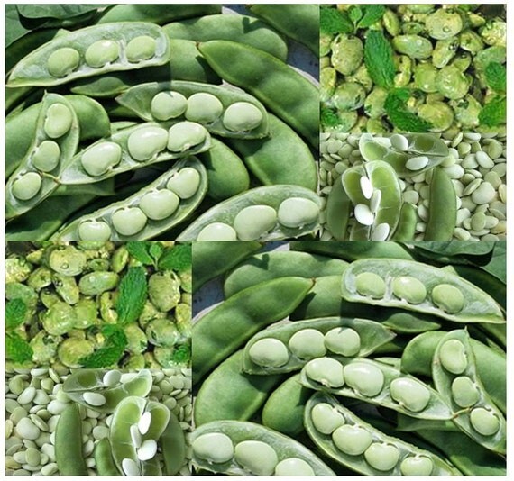 1/2 lb Allgreen Bush Lima Bean Seeds