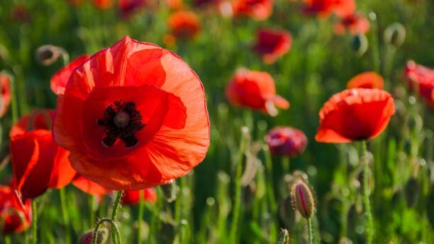 100 RED POPPY SEEDS | 2026 SALE FREE SHIPPING NON GMO