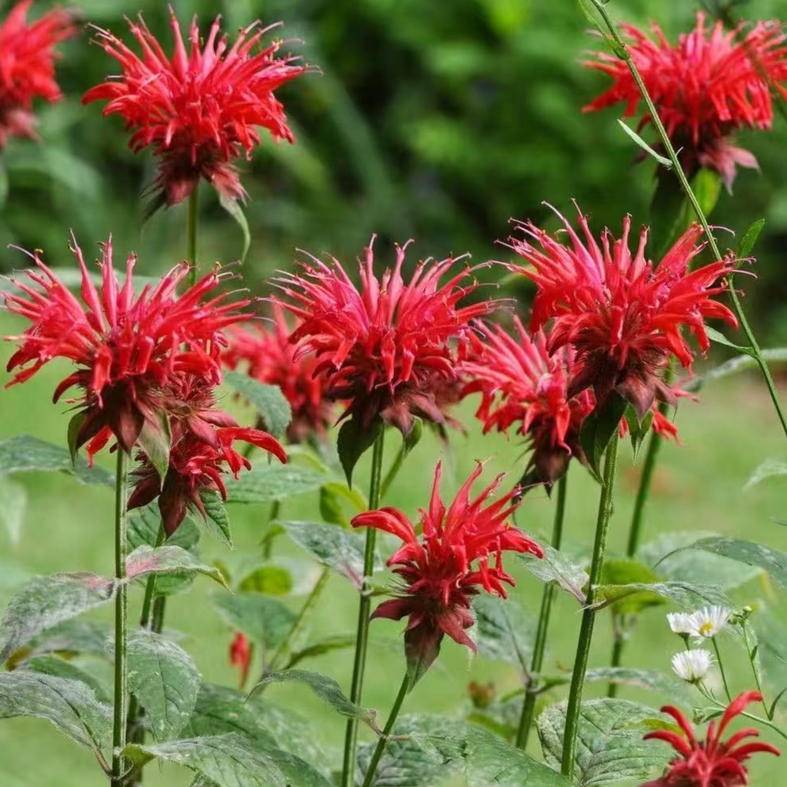 1000 Red Bee Balm Seeds Monarda – Fiery Perennial Flower for Hummingbirds