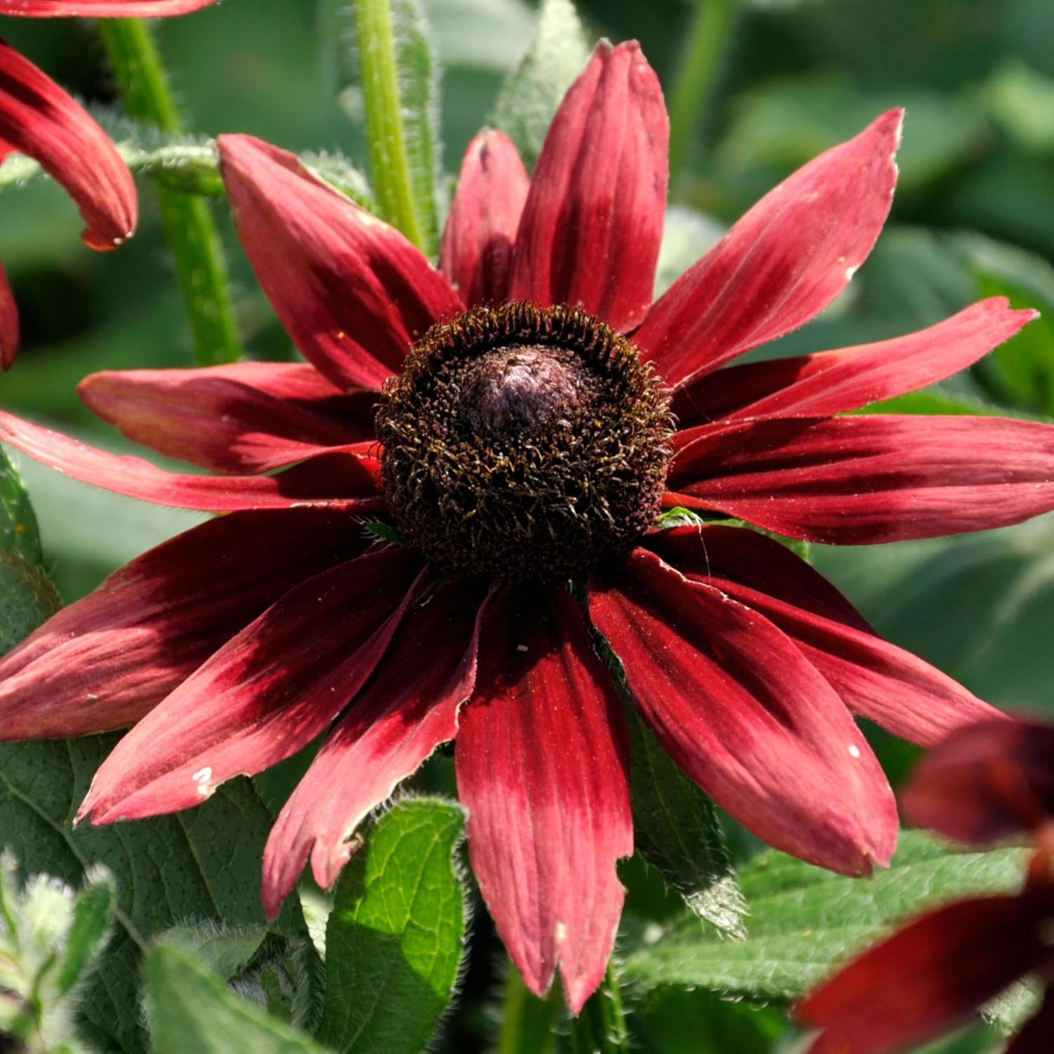 Cherry Brandy Rudbeckia Seeds for Planting Red Flowers – Heirloom & Open Pollina