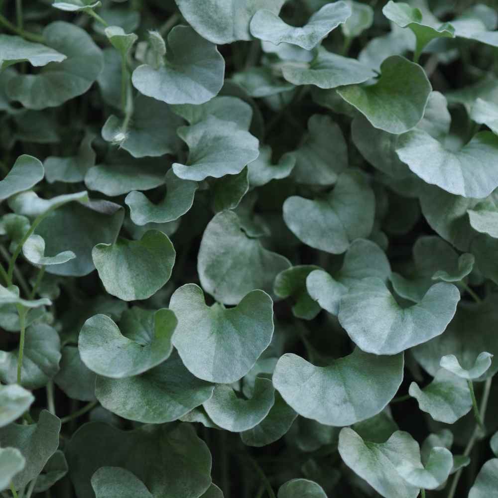 15 Seeds Dichondra Seeds Heat & Drought Tolerant Silver Falls Ground Cover
