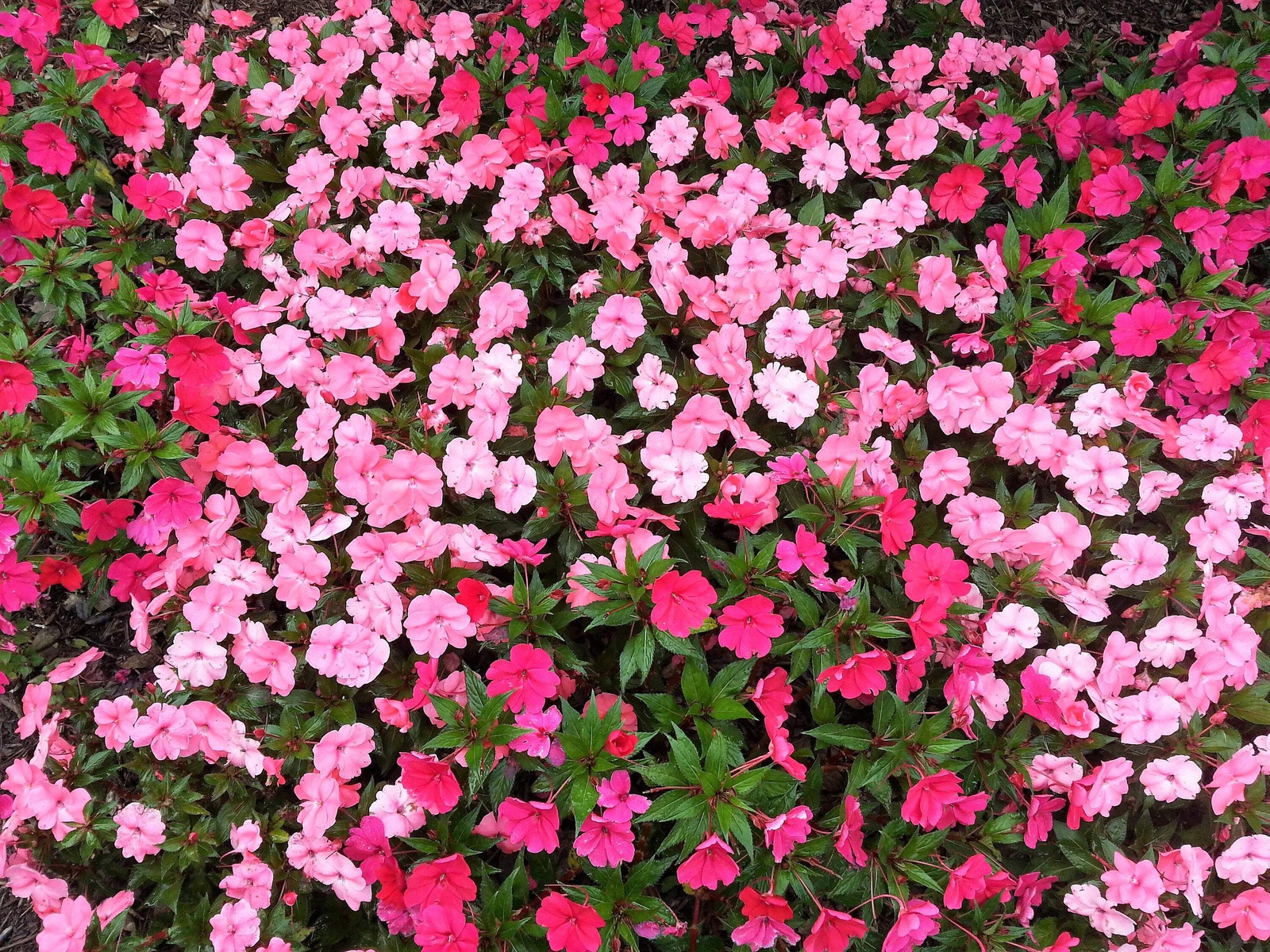 50 MIXED COLORS DWARF IMPATIENS Walleriana Red Pink Orange Shade Flower Seeds