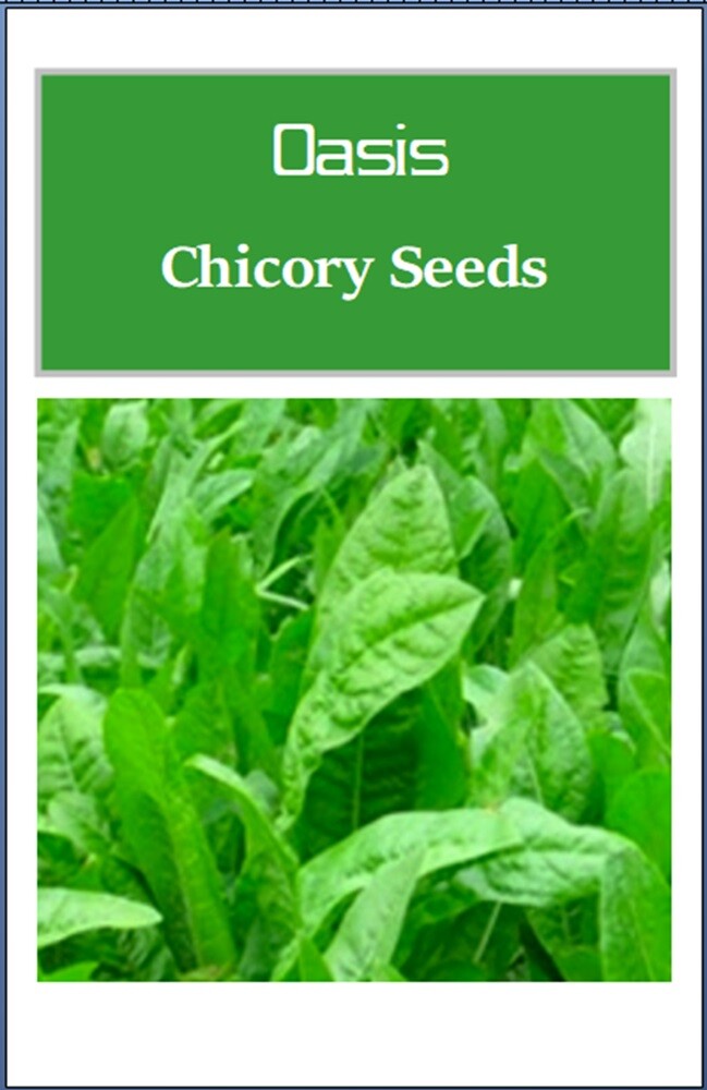 Oasis Chicory Seeds | NON-GMO | Heirloom | Fresh Flower Seeds