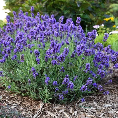English Lavender (Lavandula x intermedia) non-GMO Heirloom seeds 100ct