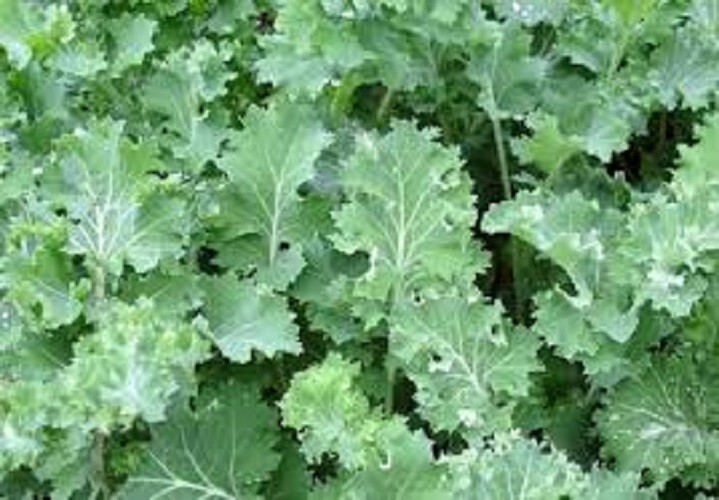 Premium Siberian Dwarf Kale – Fresh Organic Heirloom Seeds – Hot or Cold Climate