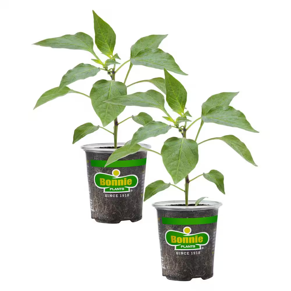 19 Oz. Sweet Banana Pepper Plant (2-Pack)