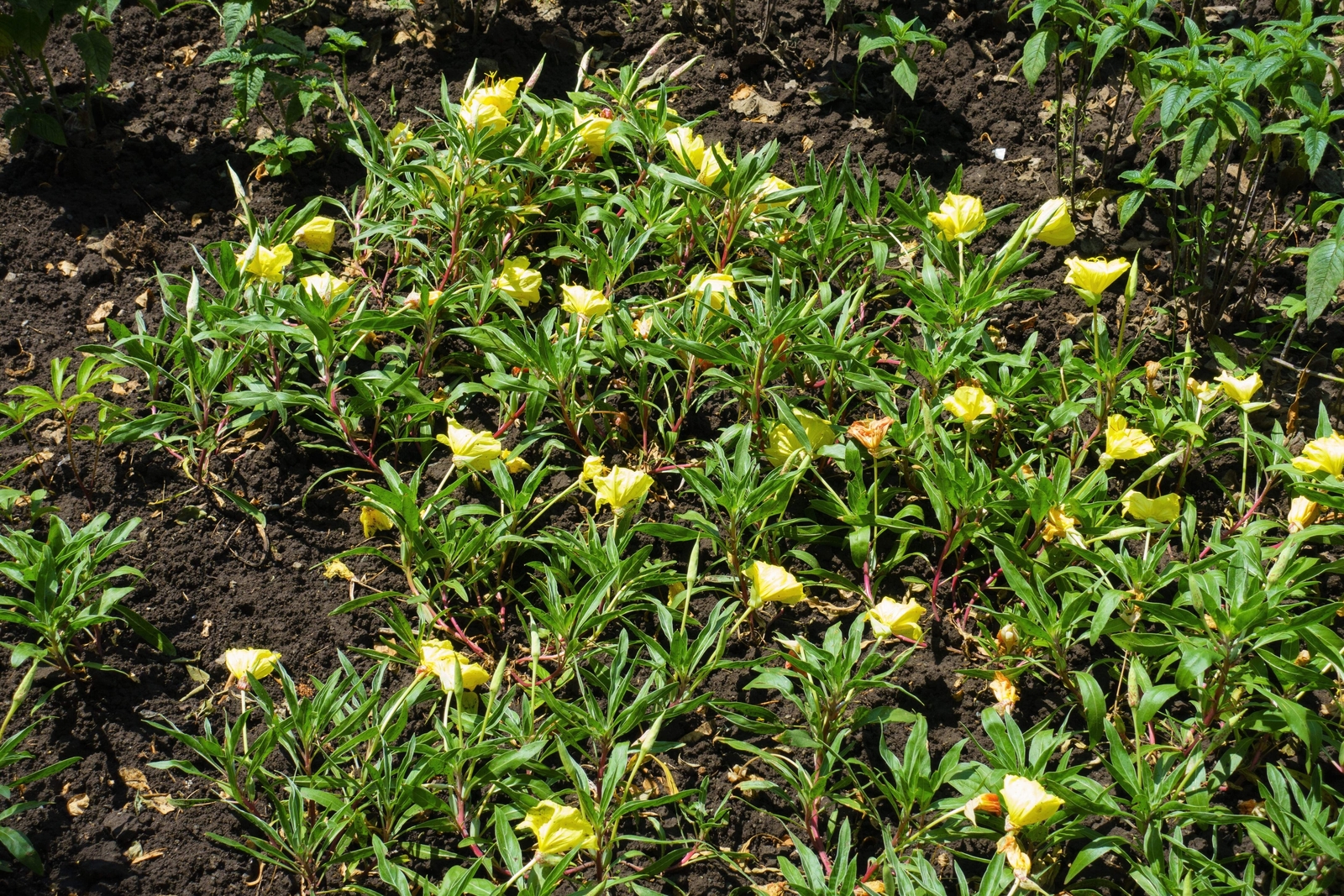 150 DWARF EVENING PRIMROSE Missouri Ozark Sundrops Oenothera Yellow Flower Seeds