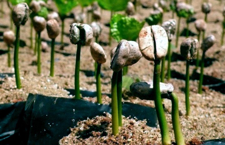 10 Coffea arabica Seeds Tropical EXOTIC Coffee Bean Indoor House Plant Tree RARE