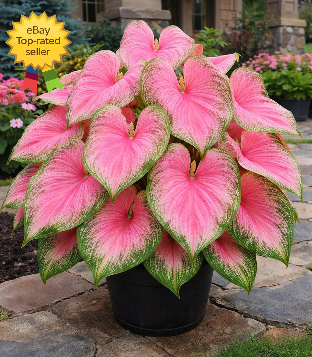 Pink Princess Caladium Bulbs for Planting Vibrant Pink Green Shade Garden Plants