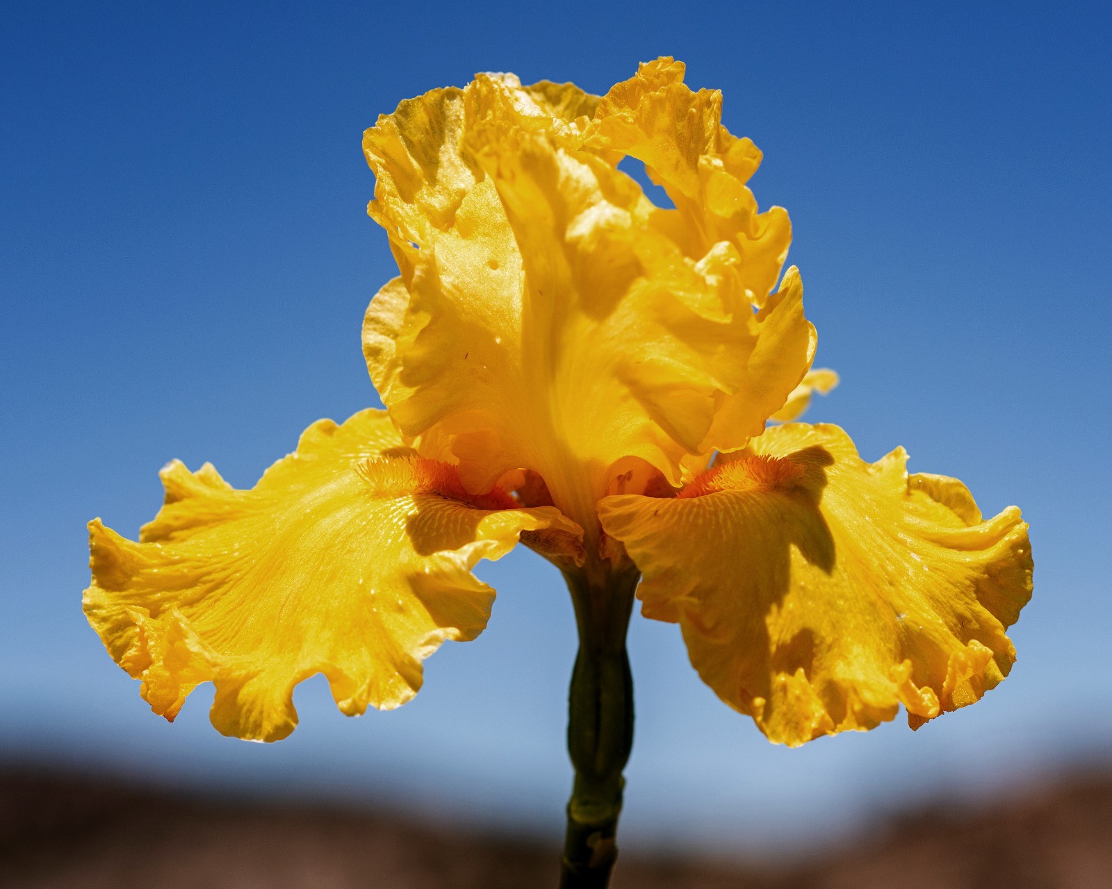 **Best & Brightest** Tall Bearded Iris. Pre-Order, Combined Shipping: Jul – Sep