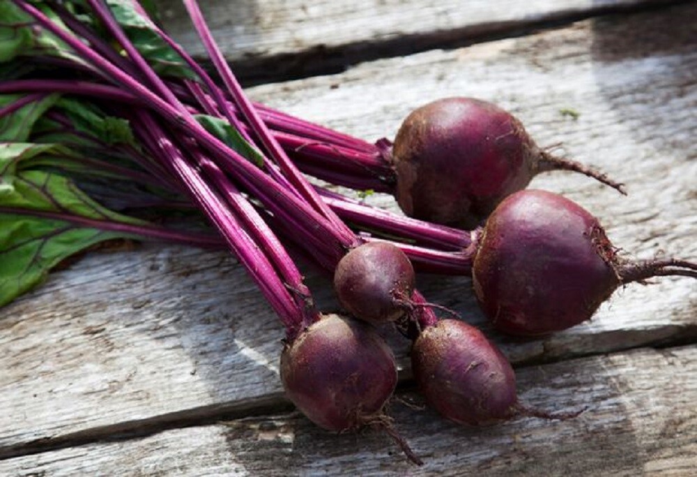 8 oz Beet Seeds for Microgreens, NON GMO