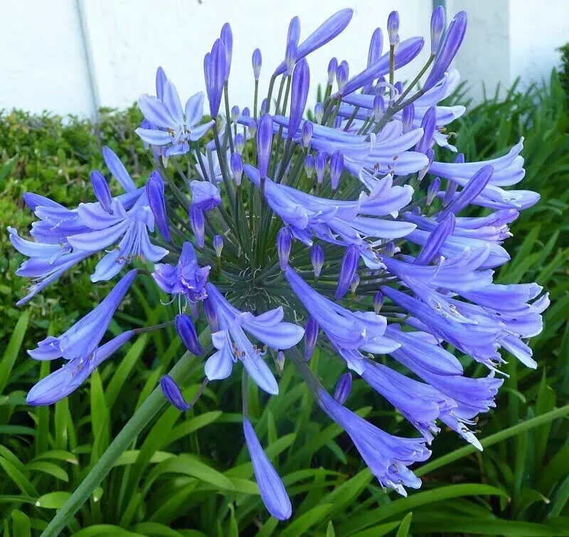 50 Seeds Lily of the Nile Blue Agapanthus African Lily