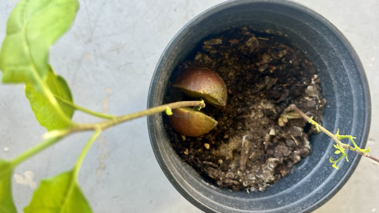 Avocado Tree Seeds (hass) 10pc