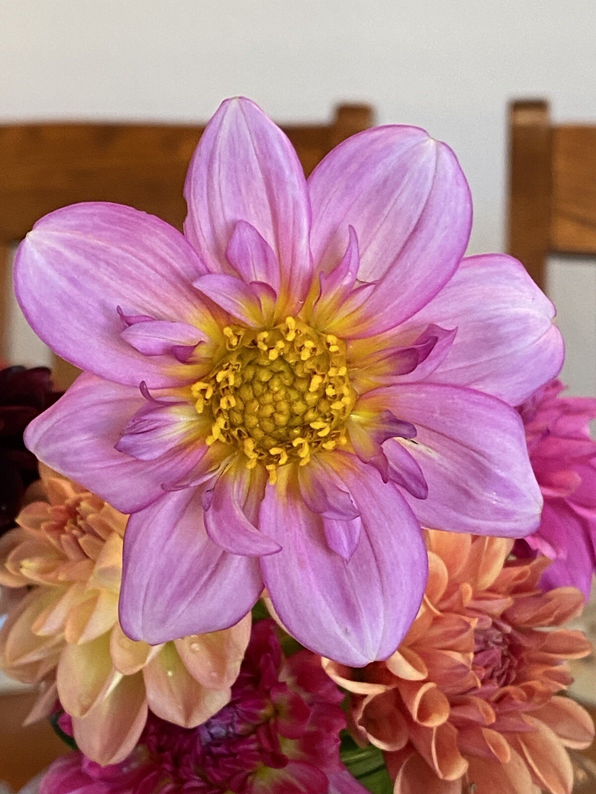 75+ DAHLIA SEEDS Open Pollinated XLNT Germination **Shipping US ONLY**