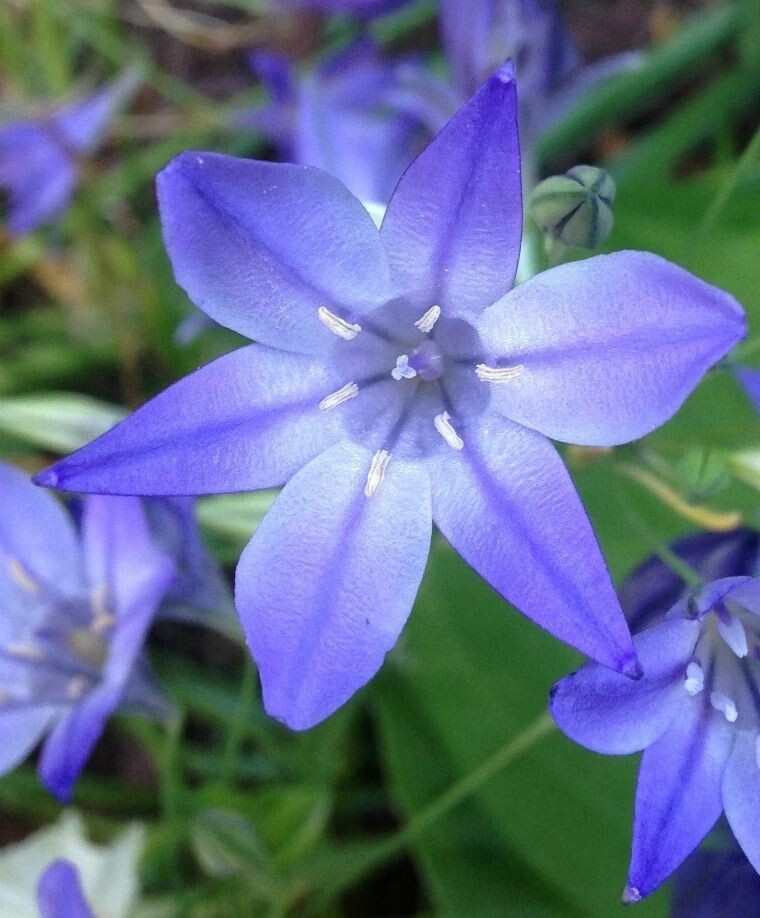 WILD BLUE HYACINTH FLOWER BULBS ~BRODIAEA ‘CORRINA’~ LATE SPRING/SUMMER BLOOMS!!
