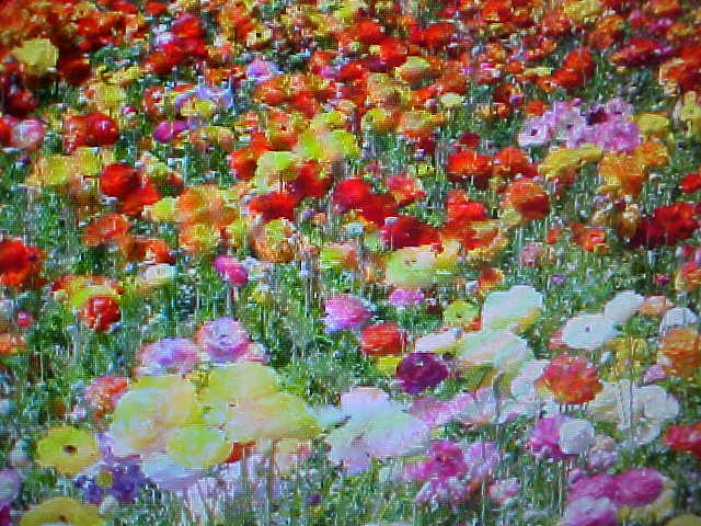 1000 SEEDS PER PACKAGE A & P WILDFLOWER 24-FLOWER-VARIETIES OF COLORS MIX