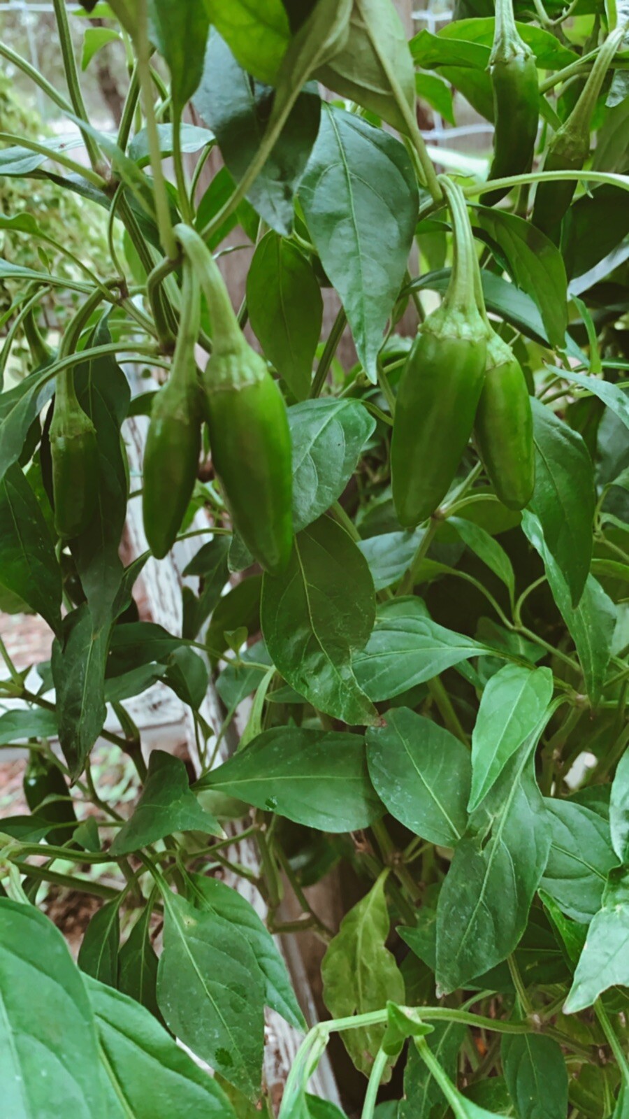 25 Texas Jalapeno Pepper 🌶 Seeds Homegrown Vegetable Garden Fruit USA Organic