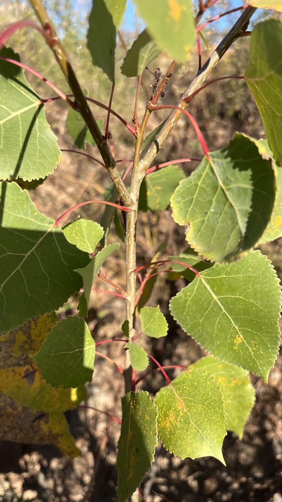 Cottonwood Tree, 2 year old 2 ft tall bare root plant, Populus Fremontii