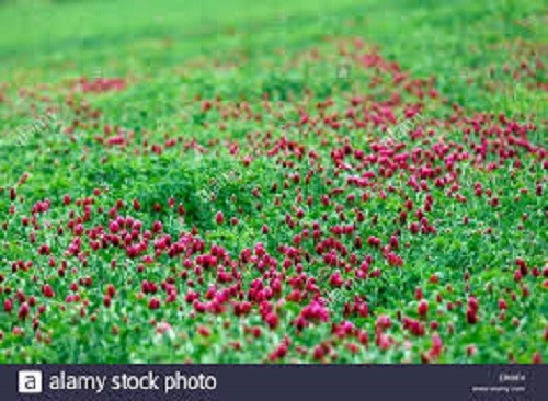 CRIMSON CLOVER SEED For Deer Food Plot Pastures Hay Silage Bees Reseeding Clover