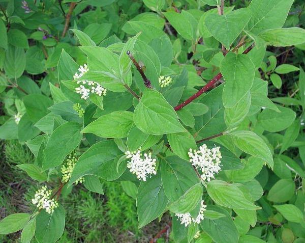 Cornus sericea ssp. sericea | Red Twig or Creek Dogwood | 5 Seeds