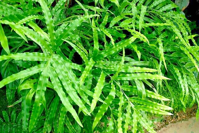 Ribbon fern 1002 (SEEDS) spores, hardy to 10 degrees, beake fern, Pteris cretica