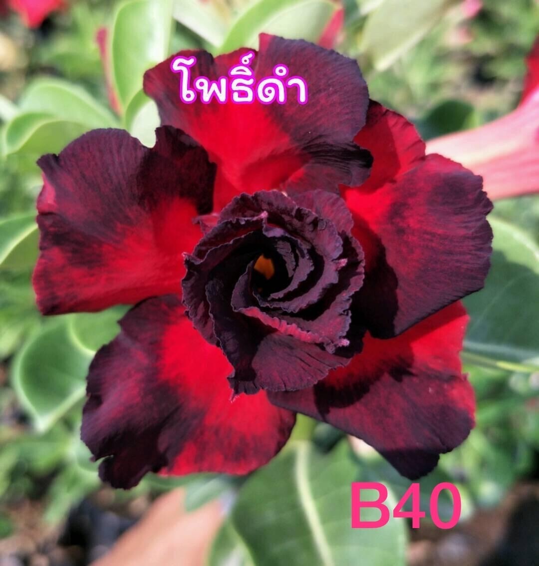 4 Red Black Desert Rose Seeds Adenium Obesum Flower Perennial Seed US SELLER