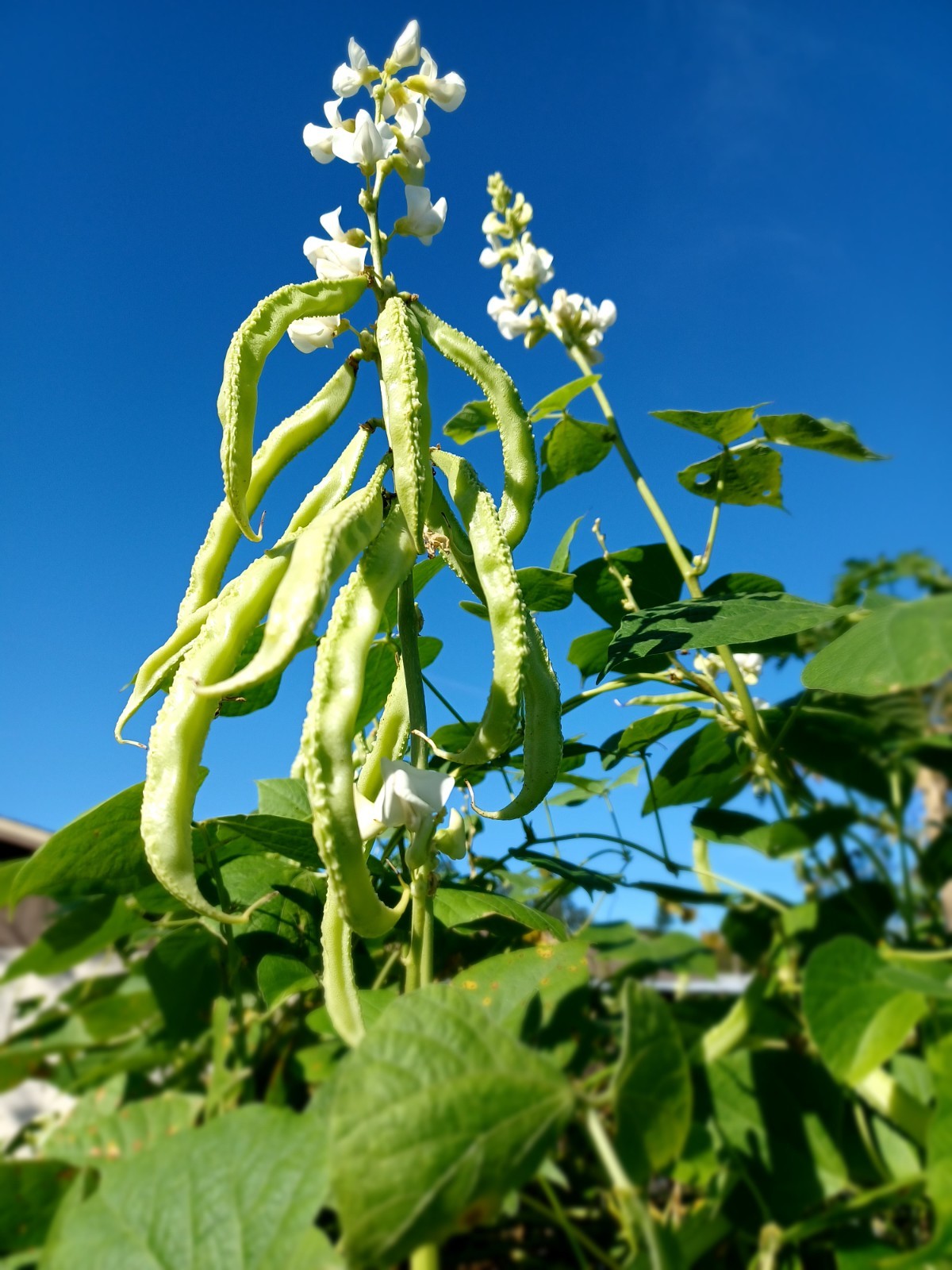15+ HYAWING BEAN SEEDS *Super Rare Hybrid* || high-yield || free shipping