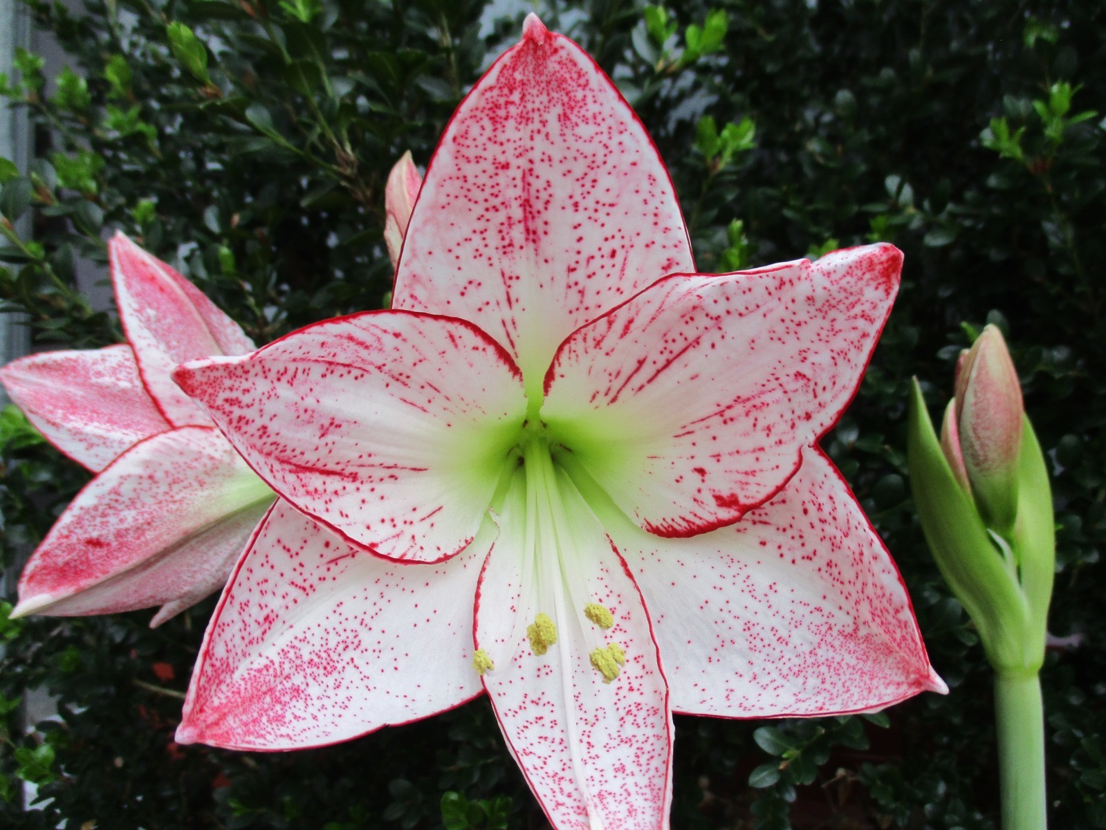 15 Amaryllis seed, Revelation X 1,000 Stars, refrig., Hippeastrum Free Shipping