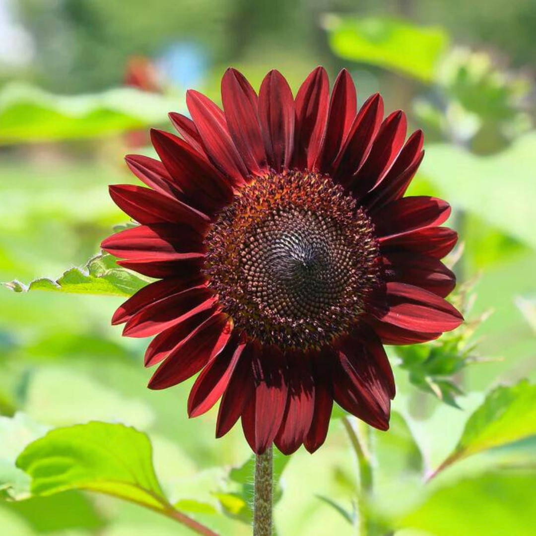 Fresh Premium Chocolate Cherry Sunflower Seeds | Heirloom Non-GMO | Flower Seed