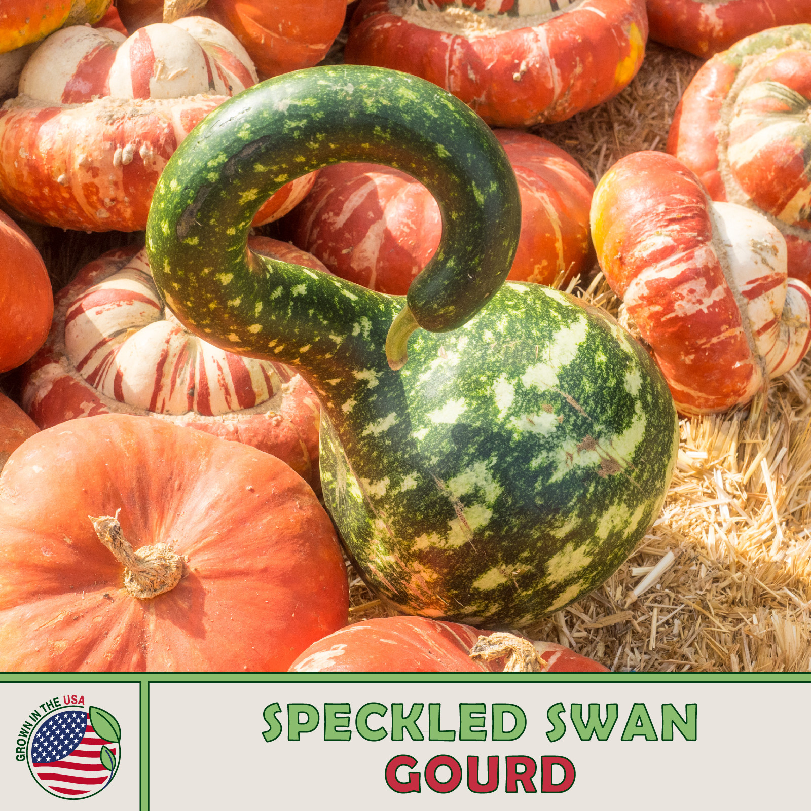 10 Speckled Swan Gourd Seeds, Heirloom, Non-GMO, Genuine USA