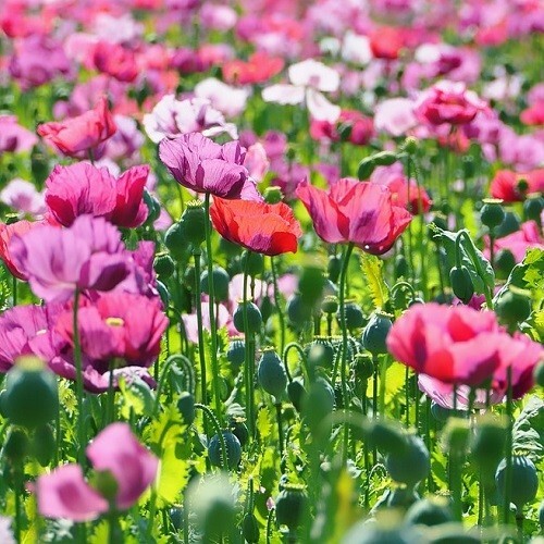 Mixed Colors Poppy Seeds For Planting 10,000 Organic Untreated P Somniferum