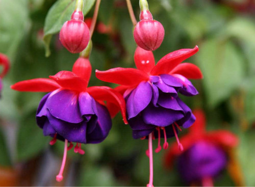50pcs/bag Fuchsia Seeds Potted Flowers seeds,bonsai seeds.#1239