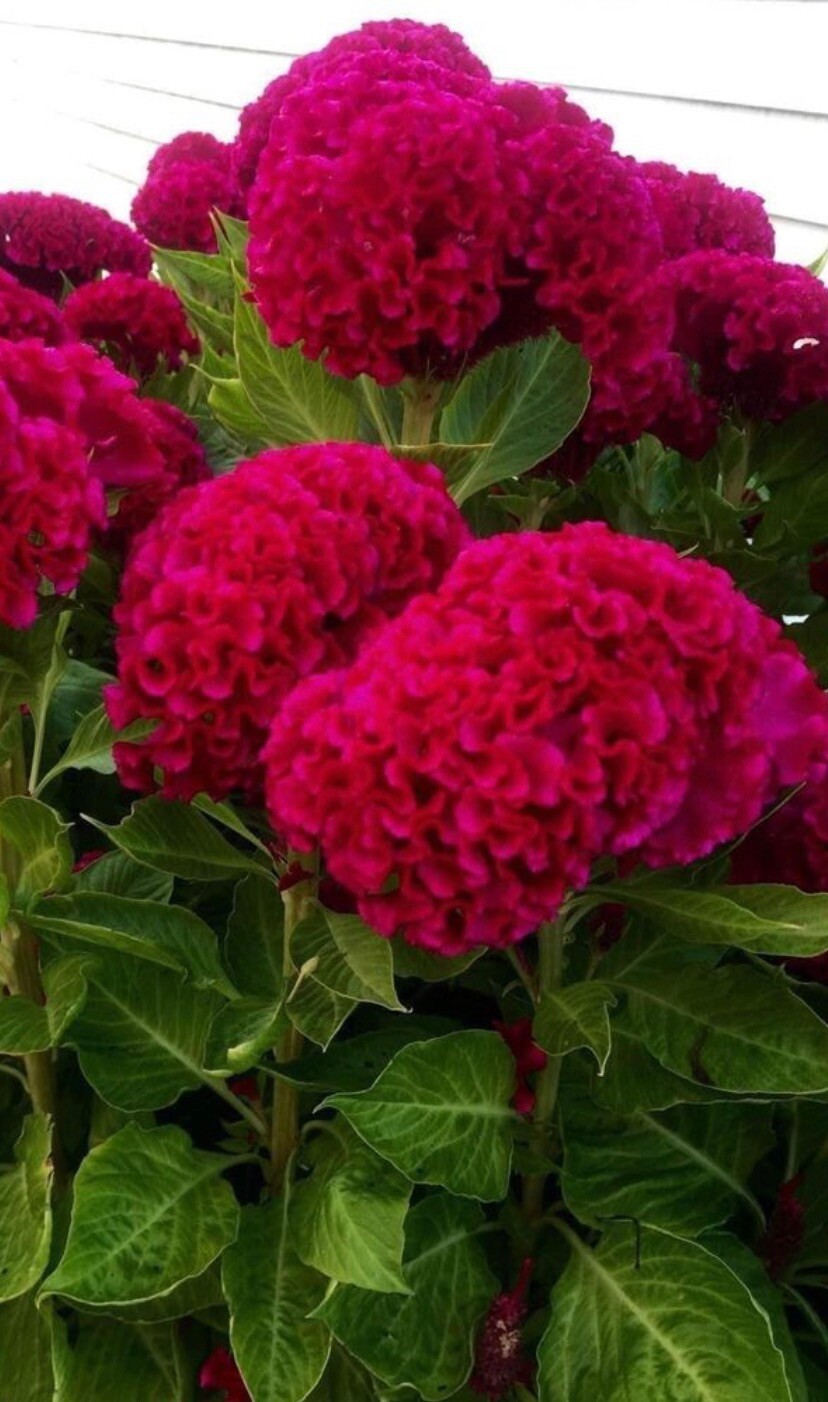 150 Heirloom Giant Magenta seeds .Celosia seeds. Flower Seeds’ Cockscomb Seed
