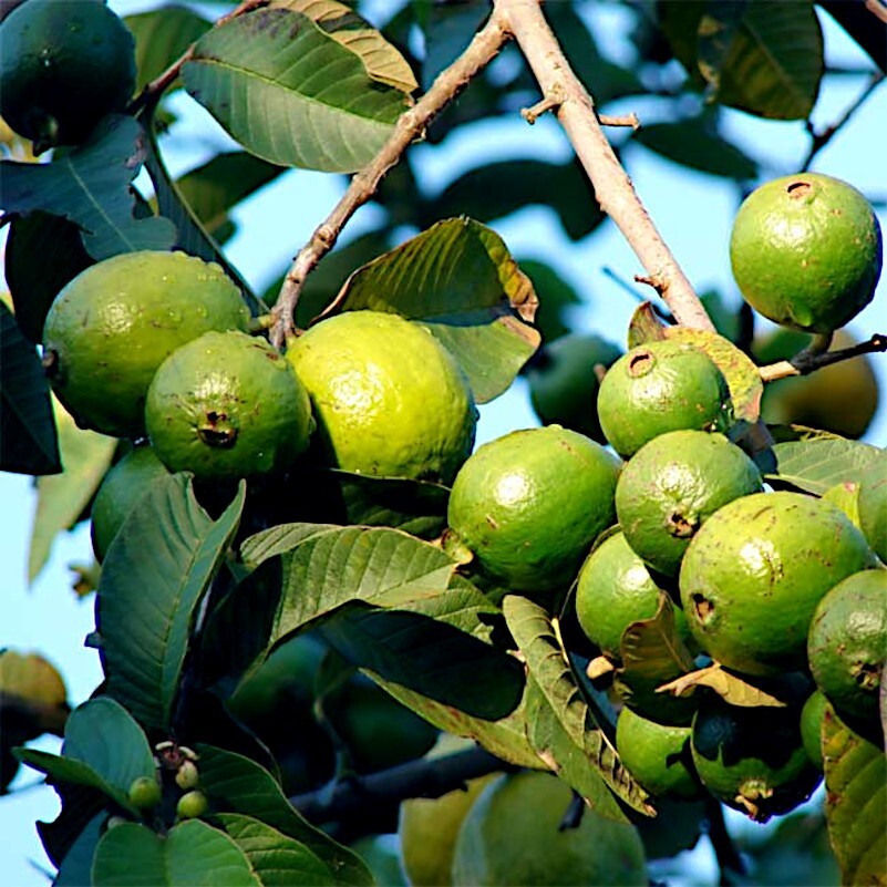 20 Lemon Apple Guava Tree Fruit Seeds ‘Ruby Supreme’ Plant (Psidium guajava)
