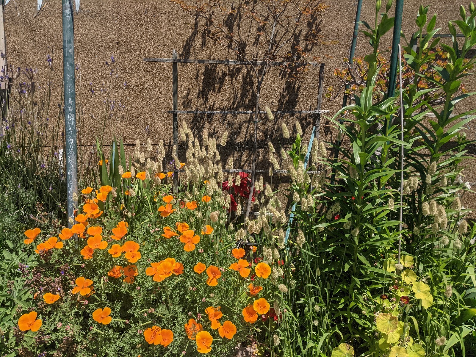 California “Gold Rush” Poppies (100+ SEEDS) Eschscholzia. USA Grown 2023 CROP