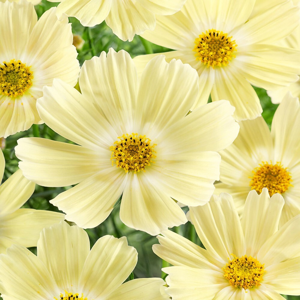 200+ Lemonade Cosmos Seeds for Garden Planting – USA – FREE SHIPPING!