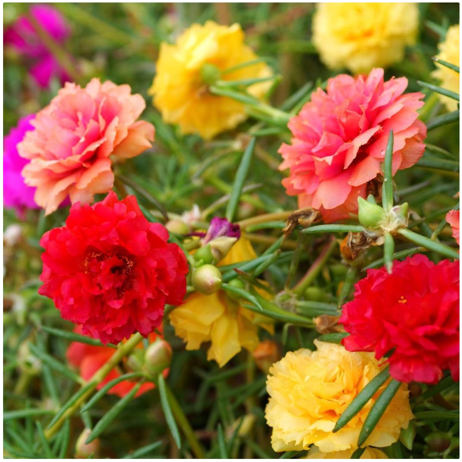 Colorful Moss Rose Flower Seeds – Attracts Pollinators
