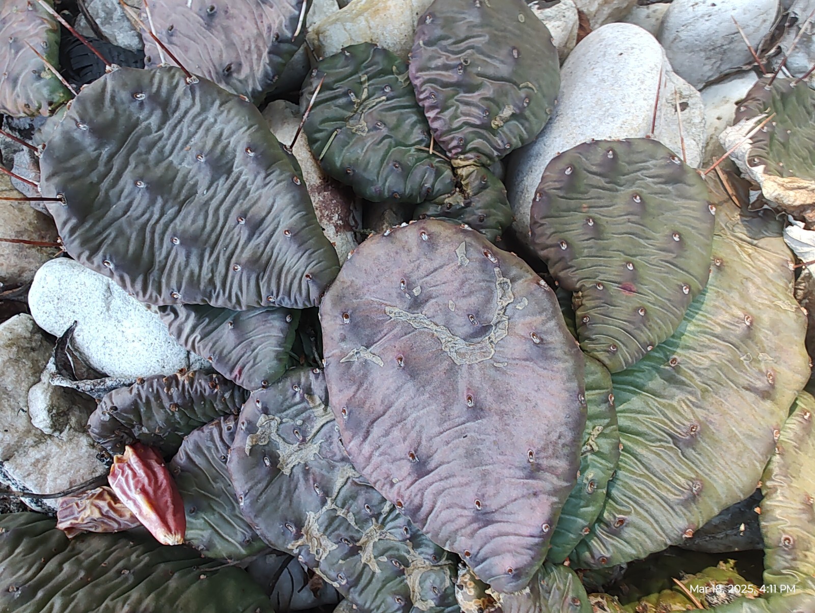 Cactus Prickly Pear Winter hardy 9 pads