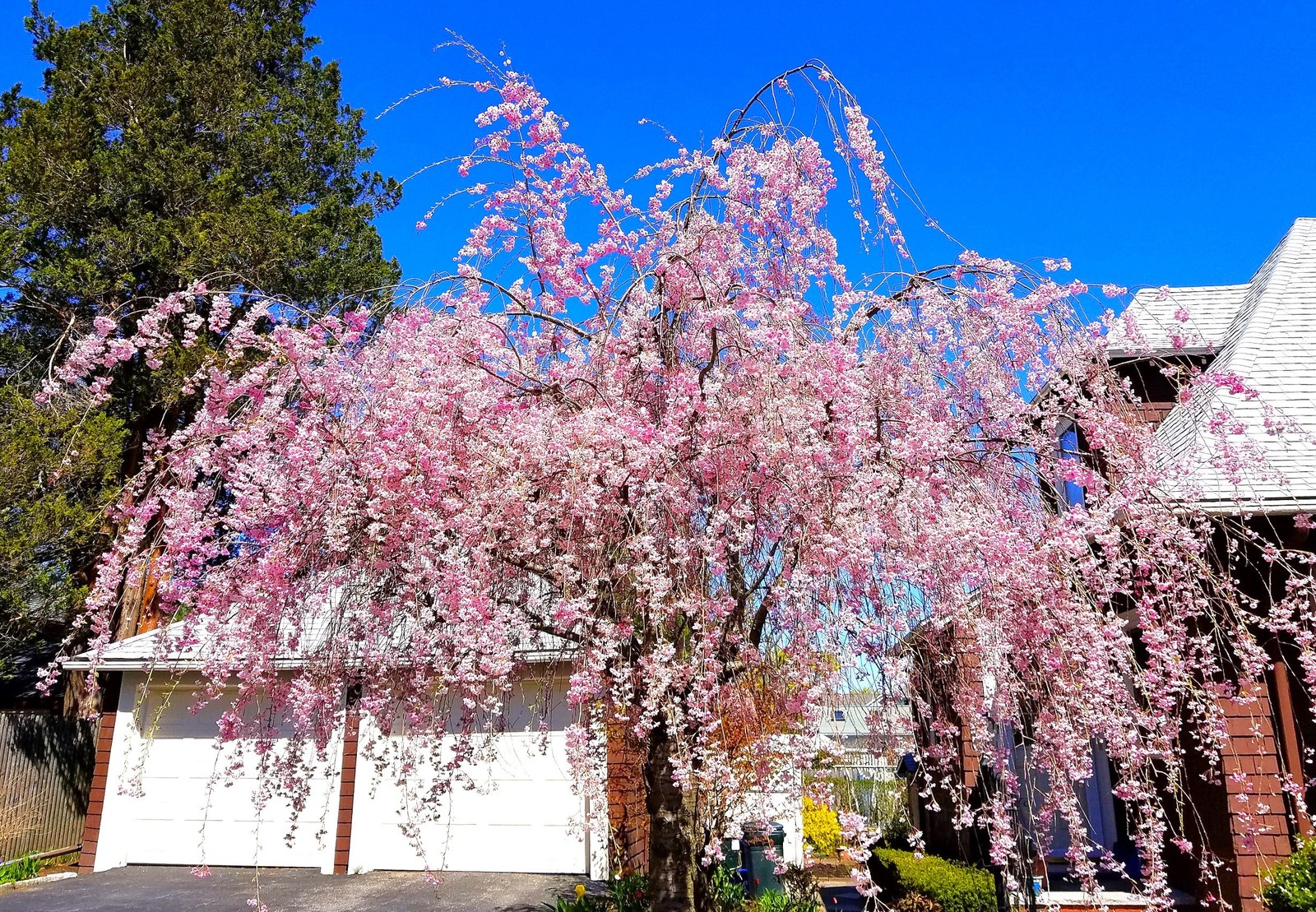 Japanese Cherry Blossom Tree Seeds – For 2026 Planting Sakura Pink Flowering