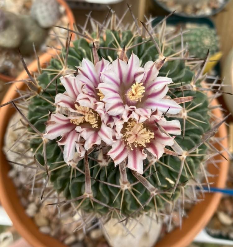 Seed- Stenocactus phyllacanthus 25-100 seeds (2026)
