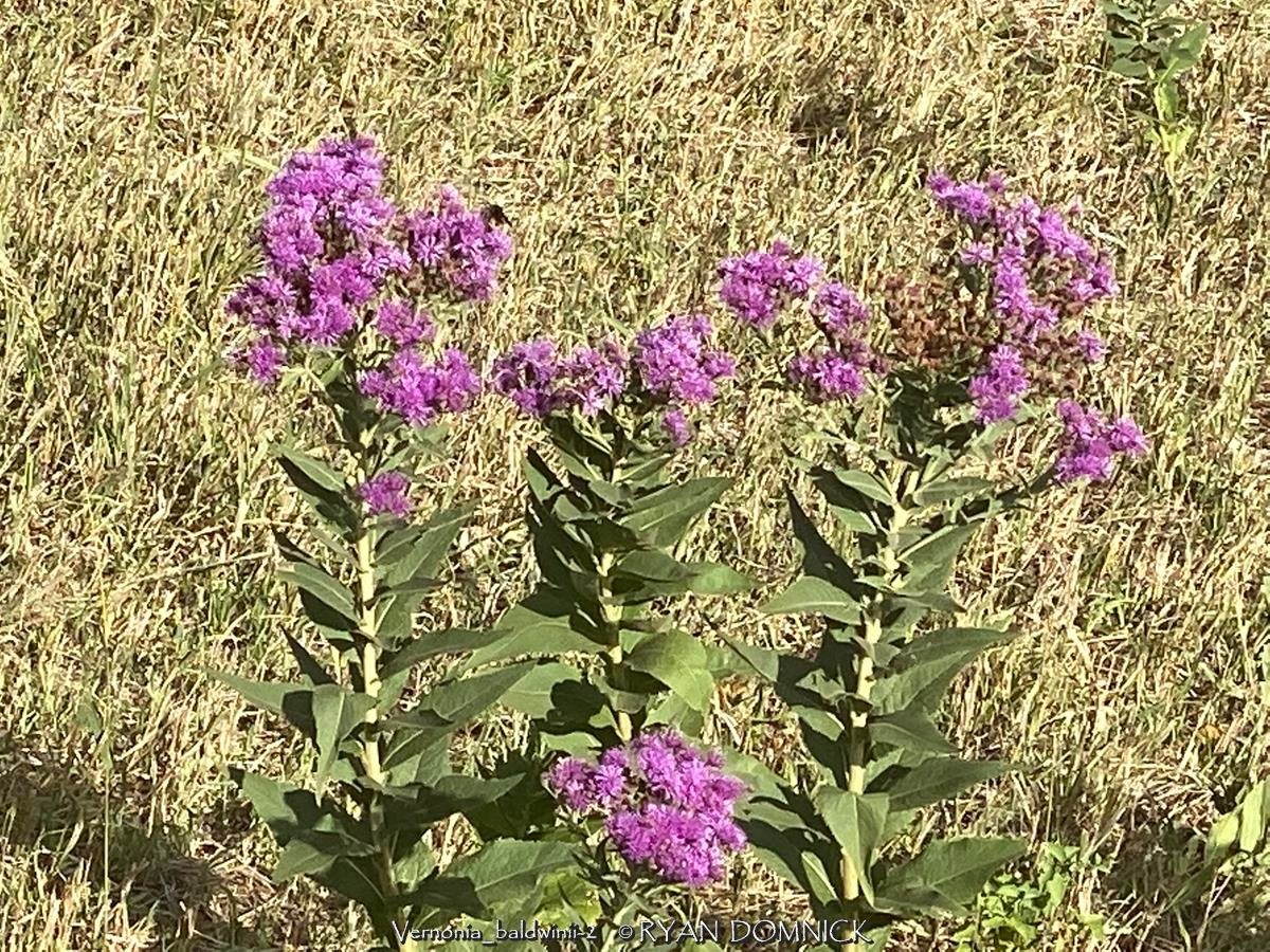 BULK SEEDS!…Vernonia fasciculata…Common Native Ironweed…QTY/bag=