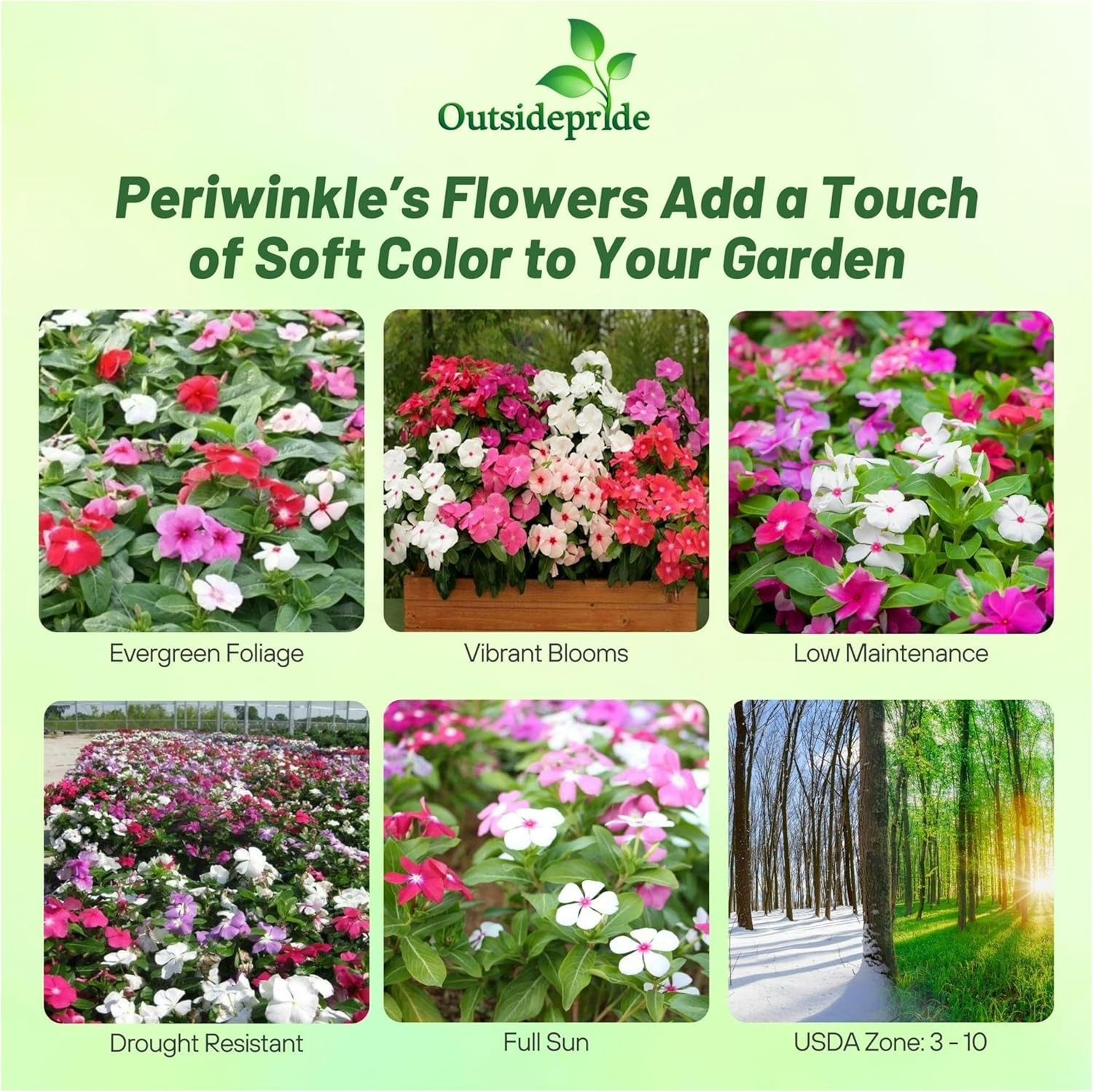 4000 Seeds Periwinkle Vinca Seed Mix For Planting – Dwarf Little Mix Ground