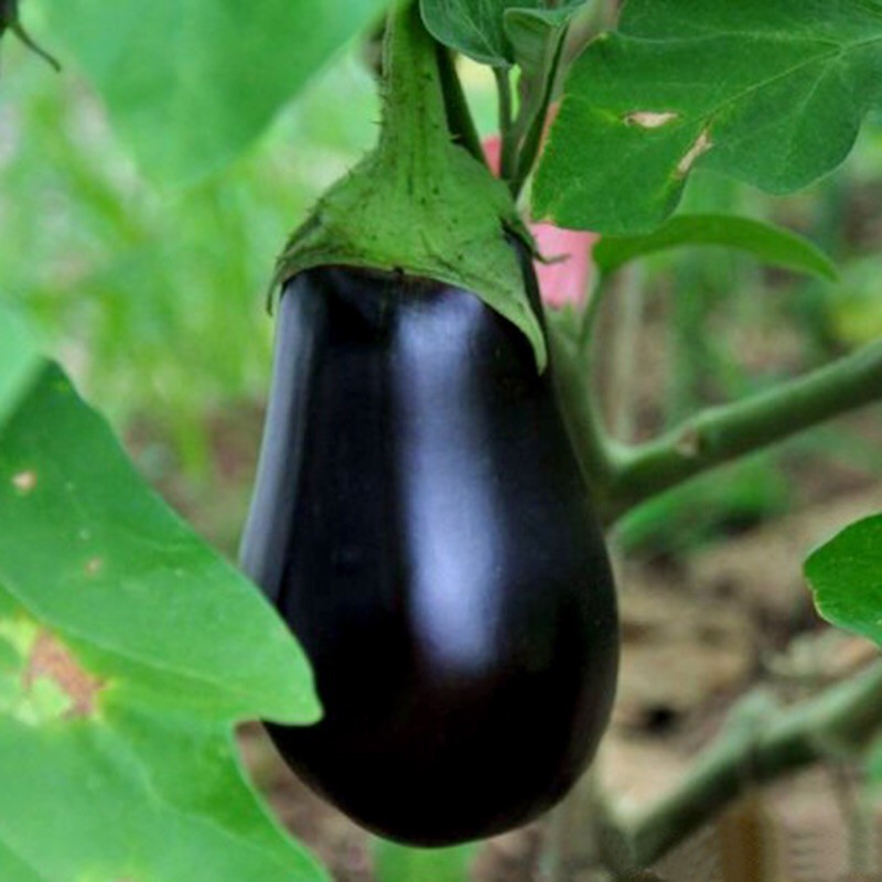 Black Beauty Eggplant Seeds, NON-GMO, Talong, Aubergine, FREE SHIPPING